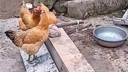 男子发明喂鸡神器 网友称有点费鸡头