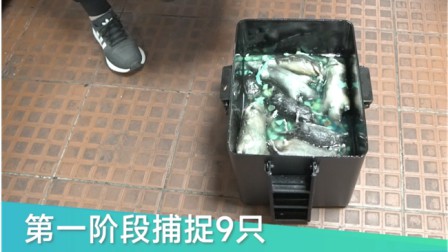 深港鼠患克星来了！海富BRT智能捕鼠器，干净卫生超省心！